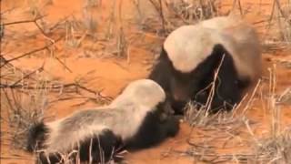 National Geographic Snake Killers Honey Badgers Of The Kalahari