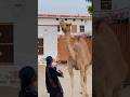 Unt or Anjali #song #rajasthani #jaisalmer #subscribe #viralshorts #india #youtube