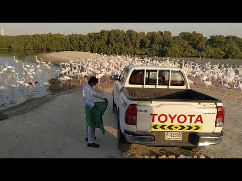 Ras Al Khor Flamingo Hide Viewing Area in Dubai tour. by Wildlife Sanctuary and feeding