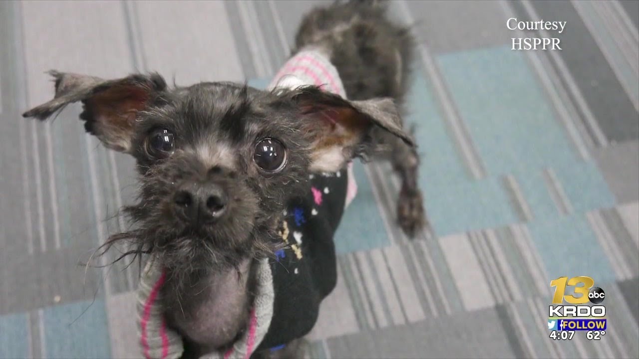 Emaciated dogs rescued and recovering at HSPPR, owner charged - YouTube