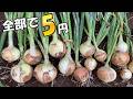 1粒0.3円の種を植えたら、玉ねぎが15個できた
