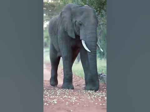 Elephant sound Effect🐘 - YouTube