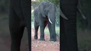 Elephant sound Effect