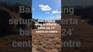 One of two #balegrazing sites with Rosebrier Farm for research trial on #soilhealth