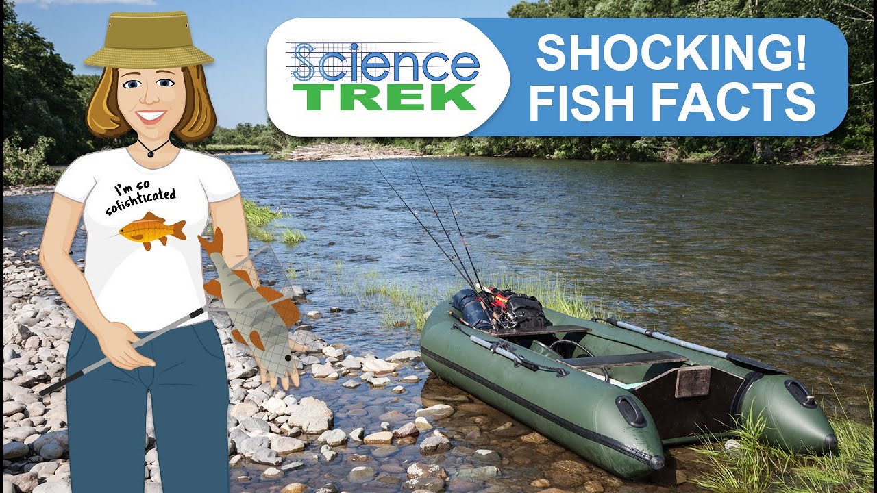 Fish Shocking! Fish Facts Science Trek YouTube