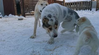 Скоро этот бесстрашный малыш покинет свою стаю... Soon this fearless puppy will leave his pack...