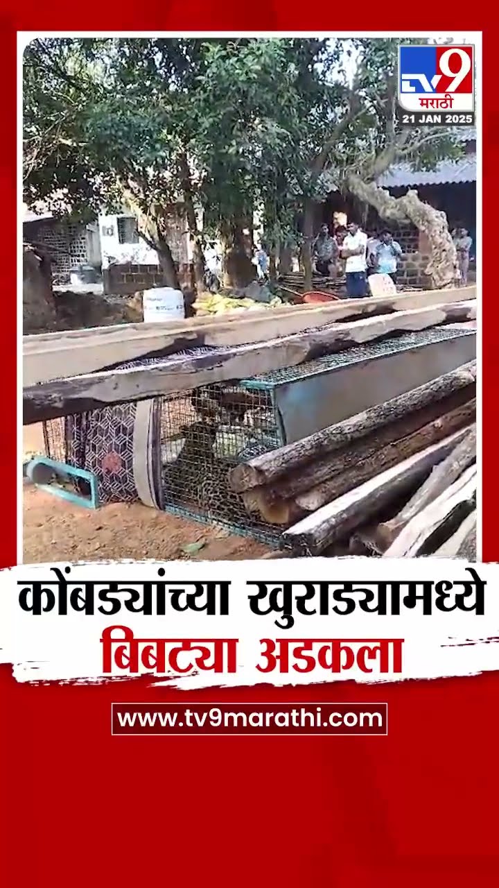 Ratnagiri Bibtya  | कोंबड्यांच्या खुराड्यामध्ये बिबट्या अडकला