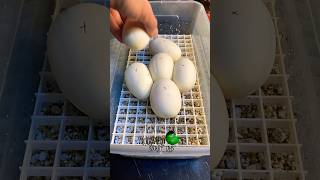 Why I incubate vs maternal incubation molinarosnakelab diy shorts reptiles eggs pets अजगर
