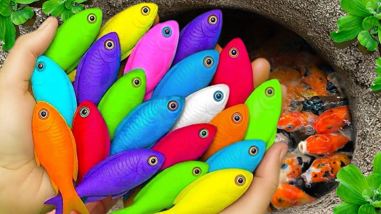 Catch beautiful aquarium fish in small pond baby turtles, eel, pencil fish, rat fish, blue guppies 🐠