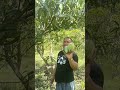 Mangga Khiojay yang mulai terkenal