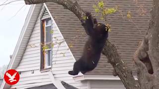 Black bear tranquillised by cops falls from tree to safety in 4-hour standoff