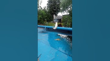 câu cá lăng mùa nước nổi