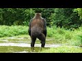 Avistamientos de Bigfoot en Todo el Mundo