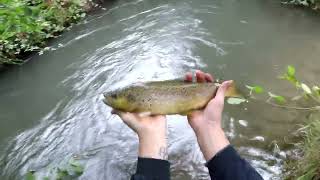 Pescando Truchas - Estero Quilque - caudal medio