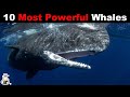 10 Strongest Whales in The World