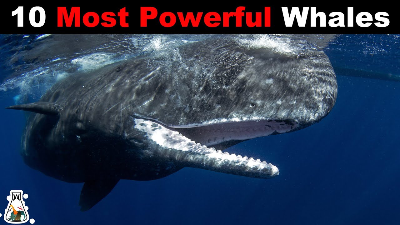 10 Strongest Whales In The World YouTube 10 Strongest Whales In The World YouTube