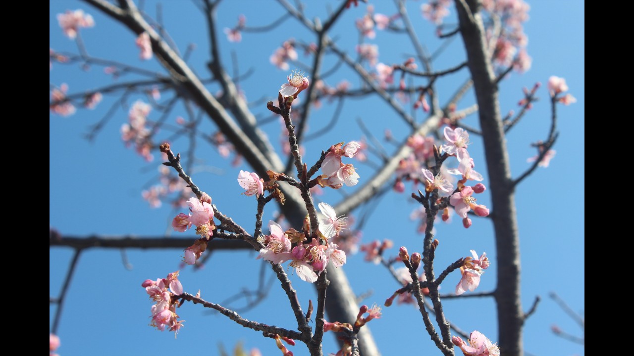 2026 02 相模原市内で河津桜鑑賞を♪