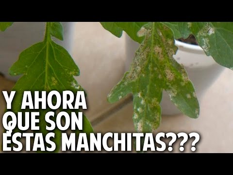 Video: Tratamiento de la lechuga con manchas blancas: ¿Por qué mi lechuga tiene manchas blancas?