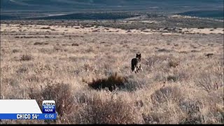 New wolf pack discovered in Plumas County, state confirms 175 attacks statewide