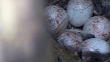 tree creeper , nest with eggs