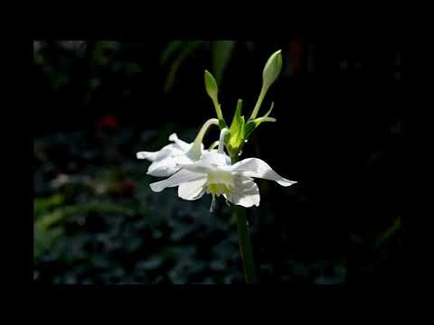 Vaelissed In The Quiet