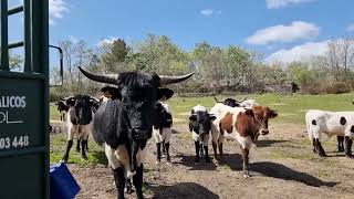 Vacunando de la lengua azul.