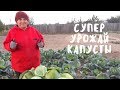 Отличный урожай капусты после успешного эксперимента. Обзор грядок. Мой опыт.