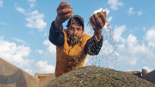 تعرف على رحلة الأرز من مزارعنا في العراق التمن العنبر شاهد كيف يتم حصاده