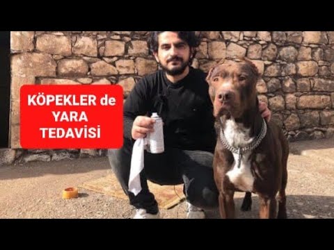 Video: Bir Köpekte Bir Yara Nasıl Iyileşir