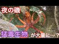 夜の磯で猛毒の危険生物を大量捕獲…【潮溜まりガサガサ】