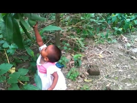 সাফা গাছ থেকে কাচা আম পারলো ||got mangoes from a small tree with my cute baby...