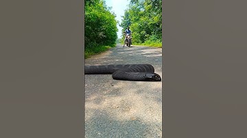 Big Snake On The Road  #Snake video #Anaconda snake #King Cobra  #Nagin #Vfx #SnakeRescue #Shorts