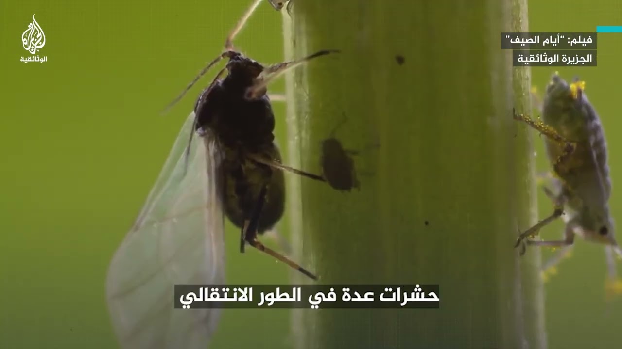 عسل المنّ..  كيف تنتجه حشرة وتحميه نملة؟