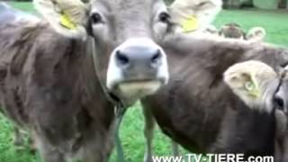 A curious cow Resimi