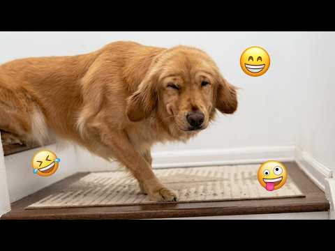 Try Not To Laugh 🤣 Most Watched Funny Dog Videos Compilation #12