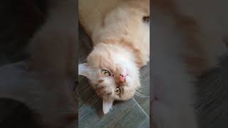 Happy happy Leo or pudding #cat #cute #like #or subceraib kare