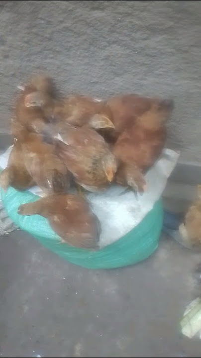 this chicken have 1m and 1week for old #bird #agribusiness #animal #poultryfarmers #poultryfarming