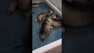 12 day old alaskan malamute puppies learning to walk by Maukadorable 245 views 3 months ago 4 minutes, 52 seconds