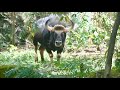 ガウル Malayan Gaur Seladang Malaysia マレーシア国立動物園 Zoo Negara Malaysia