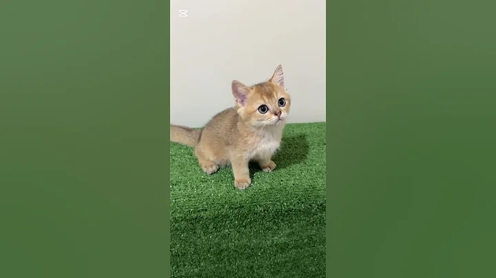 Video 5834801: british shorthair golden, sweet british shorthair, british shorthair playing, kitten