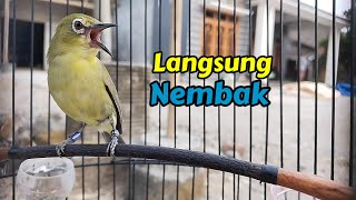 NEMAK Conservation Pleci