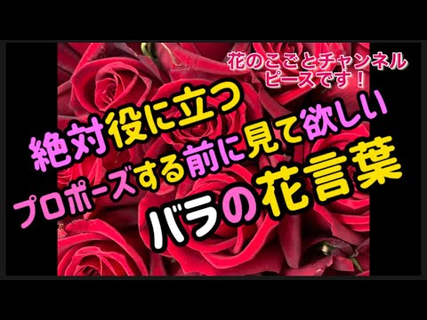 2月に植えたいあなたの誕生月のバラ – 12ヶ月全品種リスト