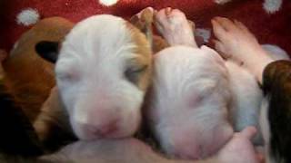 miniature bullterrier puppies