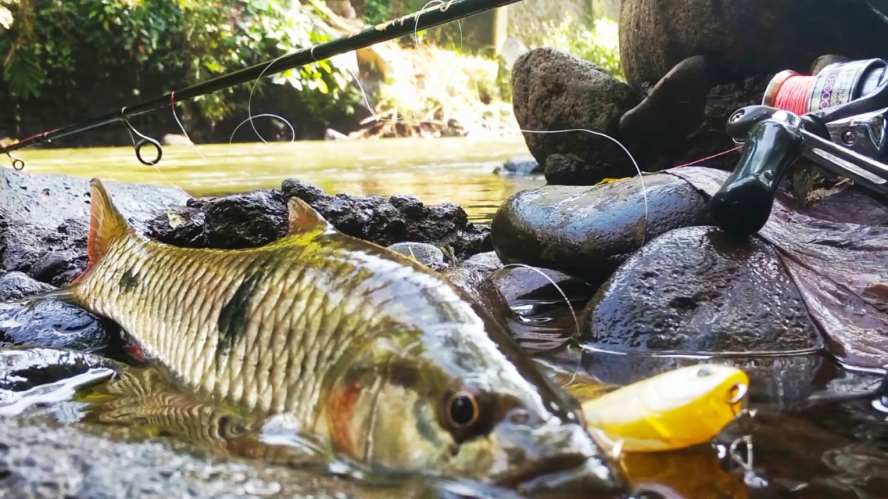 luckycraft sammy 65 in memoriam