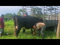 Transportando unas Bonitas Vacas en Camion