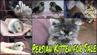 Persian Kitten for Sale|Serian Hamsters|Conure Bird|Fancy Pegions|Rare Species by THE MMS VLOGS 27,709 views 5 years ago 8 minutes, 57 seconds