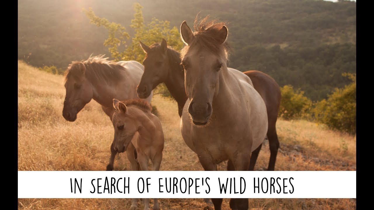 In Search of Europe's Wild Horses YouTube
