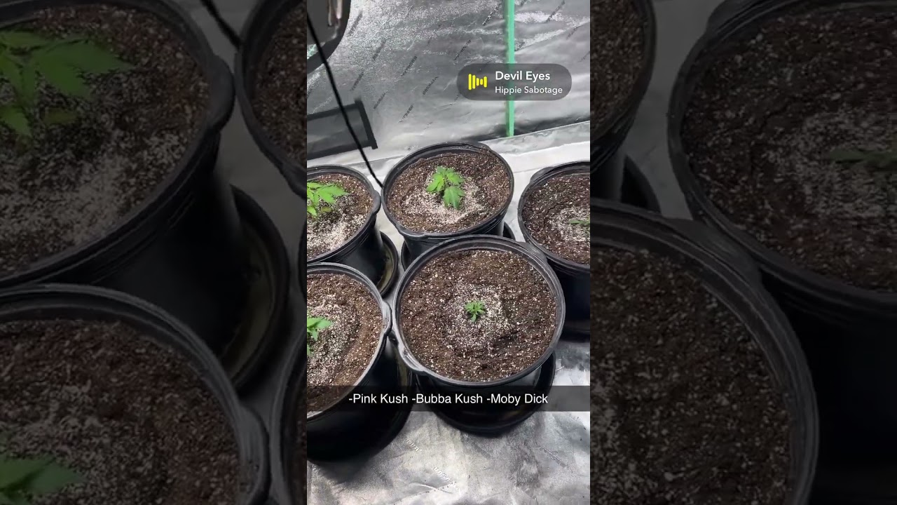 Just The Beginning 2025 -Bubba Kush -Pink Kush Barney’s farm, -Moby Dick Auto Fast Buds.