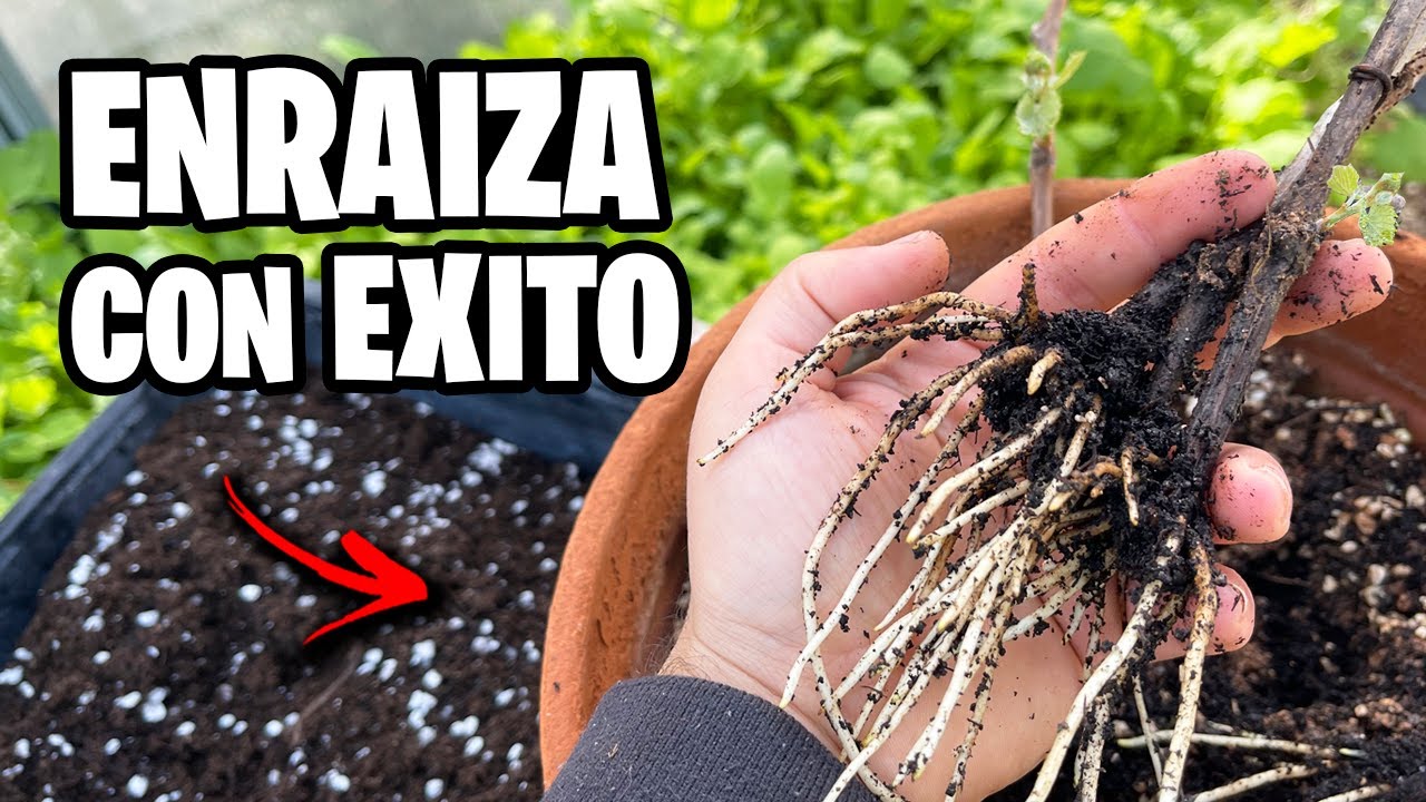 Como Reproducir PARRA o VID con ÉXITO!! 🍇 Cientos de Plantas GRATIS | La Huerta de Ivan