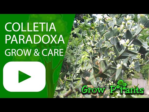 Colletia paradoxa succulent  - grow & care (Anchor Plant)